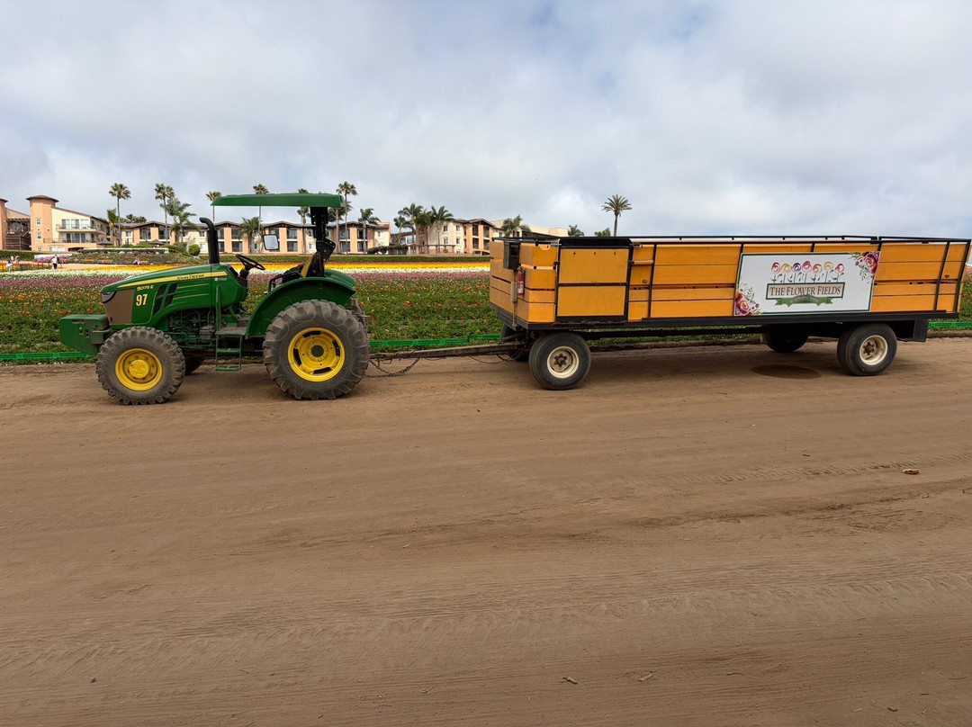 The Flower Fields at Carlsbad Ranch-卡尔斯巴德必去景点