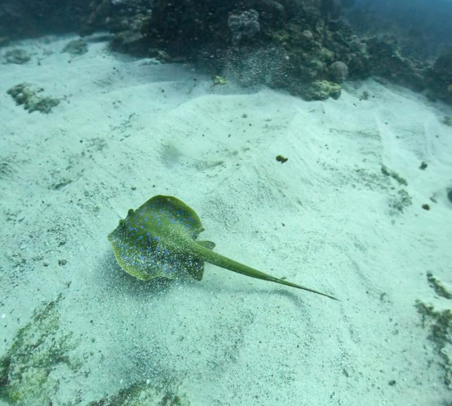 Pisces Diving Sodwana Bay-索德瓦纳必去景点