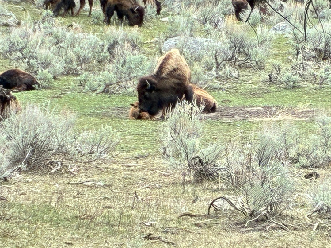 Yellowstone Wolf Tracker-加德纳必去景点