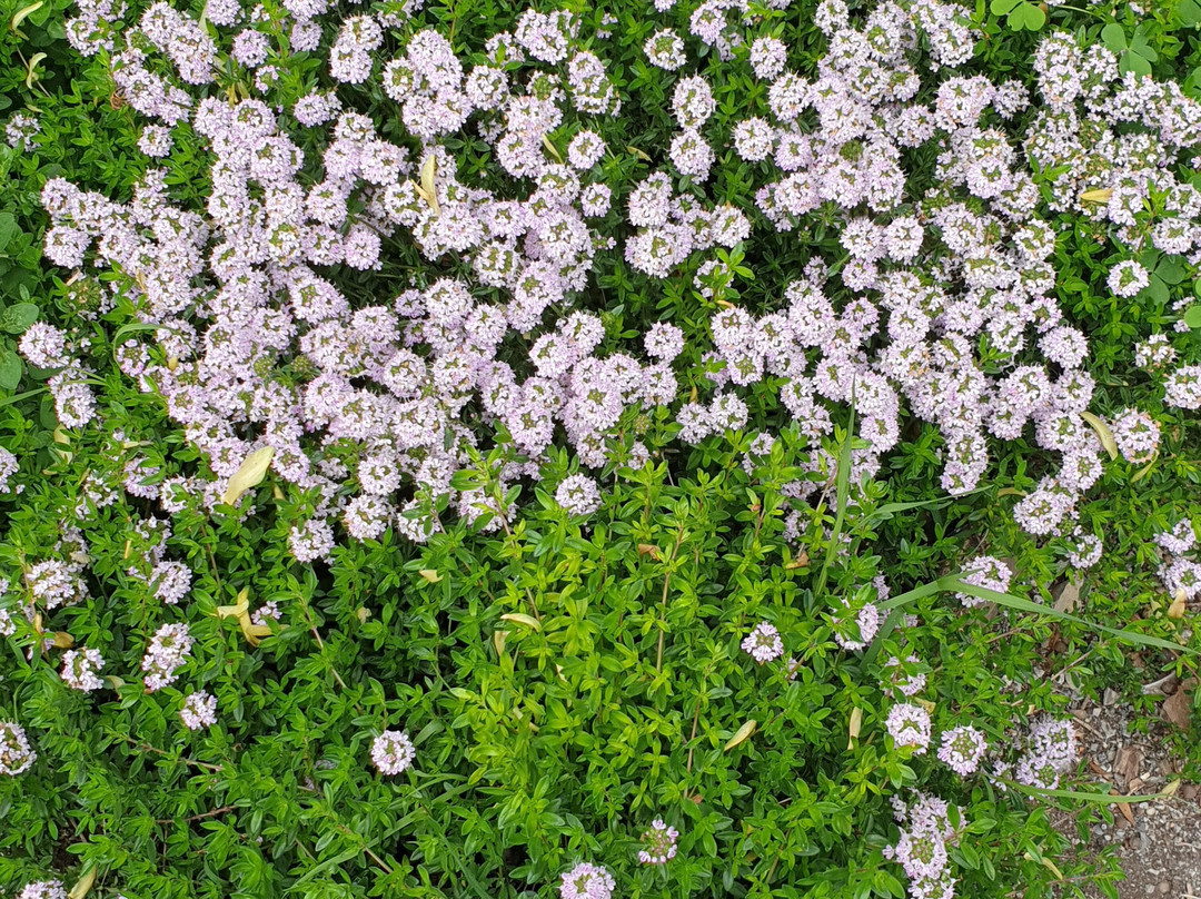 Giardino delle Essenze-Lagnasco必去景点