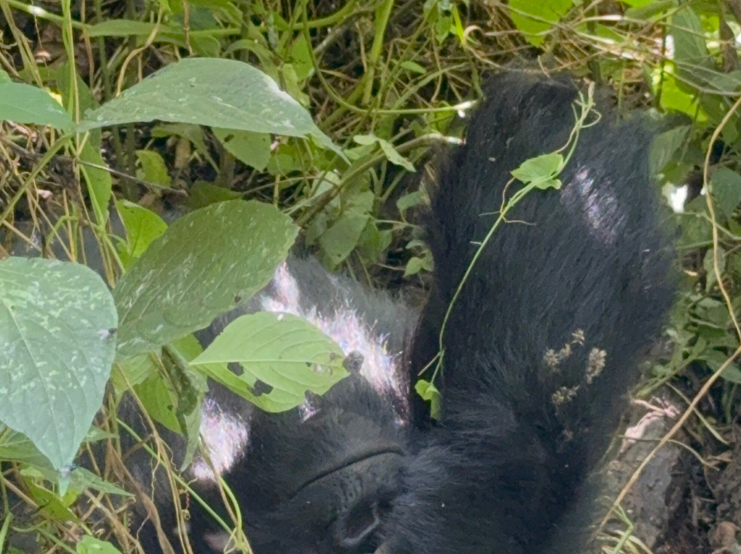 Mambo Gorilla Safari Uganda-吉佳利必去景点