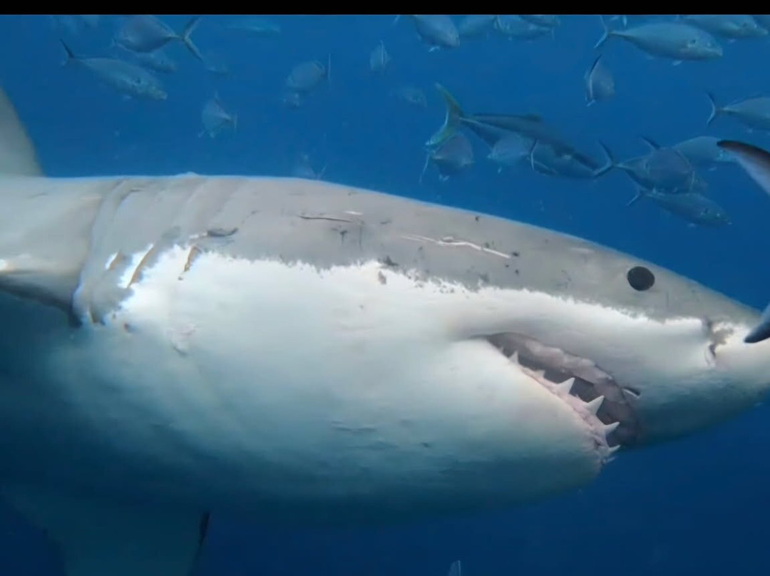Rodney Fox Shark Expeditions-Port Lincoln必去景点