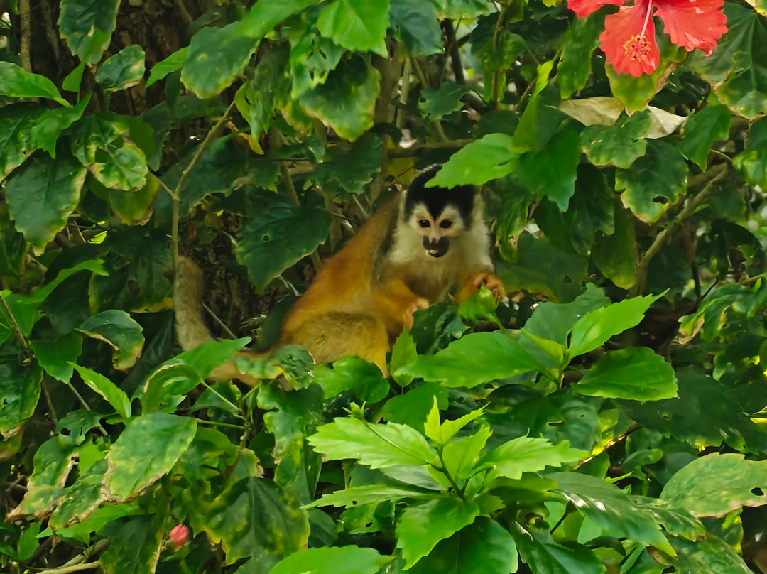 Costa Rica Wild Expeditions-希门尼斯港必去景点