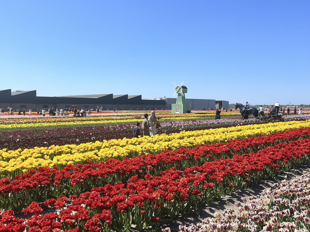 The Tulip Barn-Hillegom必去景点