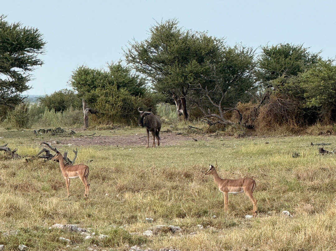 Nature Travel Namibia-温德和克必去景点