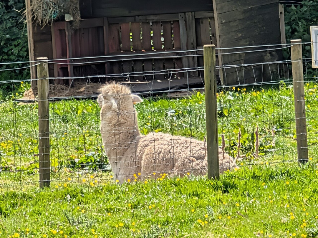 Dwyfor Ranch Rabbit Farm and Animal Park-Llanystumdwy必去景点