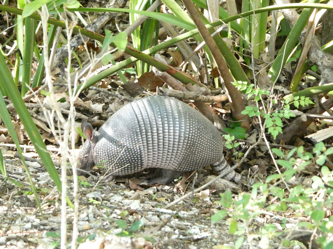 Palmetto Island State Park-Abbeville必去景点