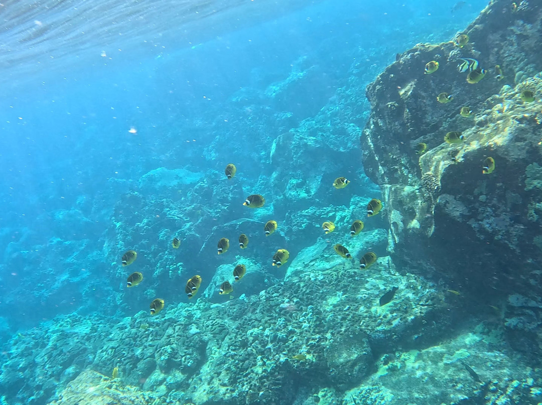 Kona Ocean Experience-凯鲁瓦-柯纳必去景点
