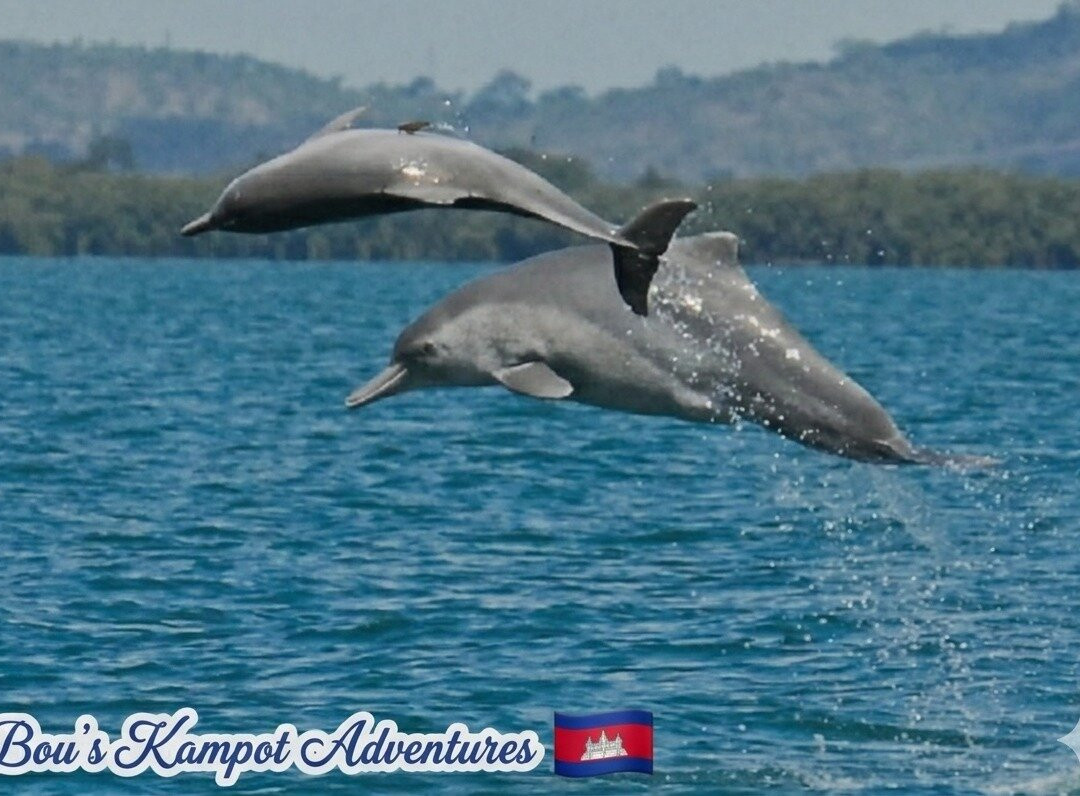 Dolphins Kampot & Coastal Wonders Tour-贡布必去景点