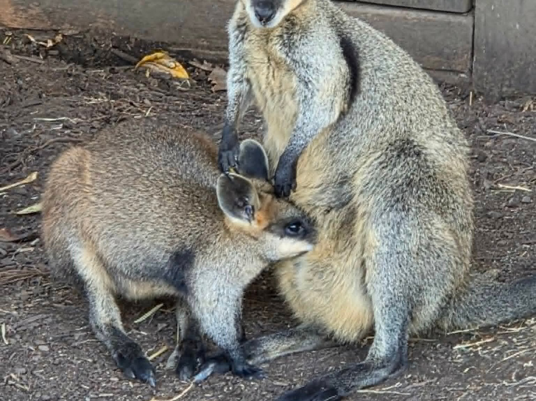 Sydney Zoo-布莱克敦必去景点