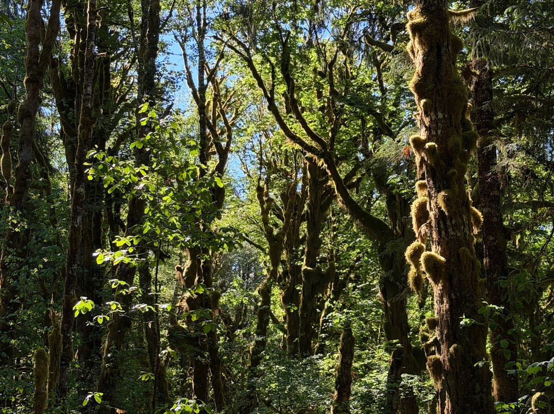 Quinault Rain Forest-奥林匹克国家公园必去景点