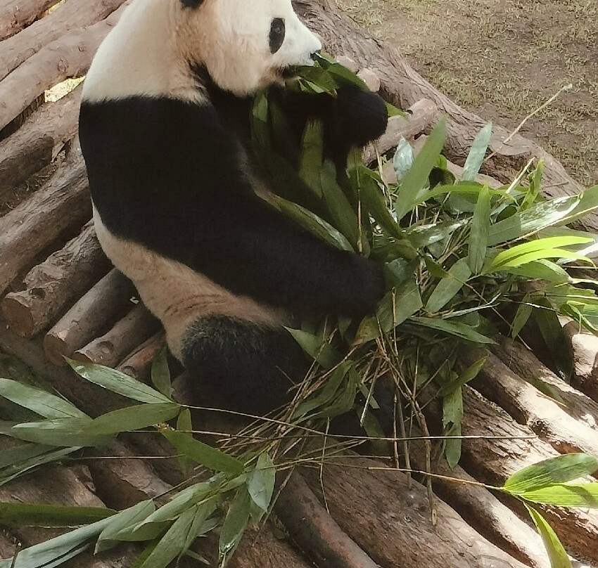 Panda House At Al Khor Park-Al Khor必去景点