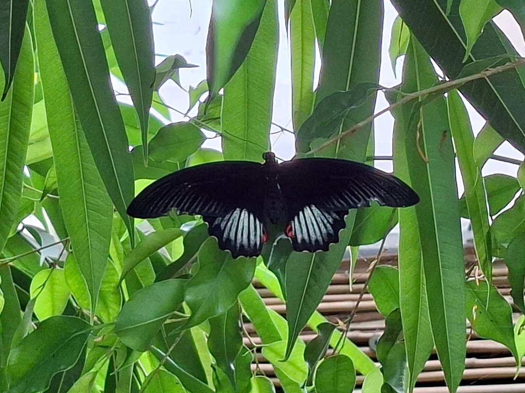 Butterfly House Sardegna-Olmedo必去景点