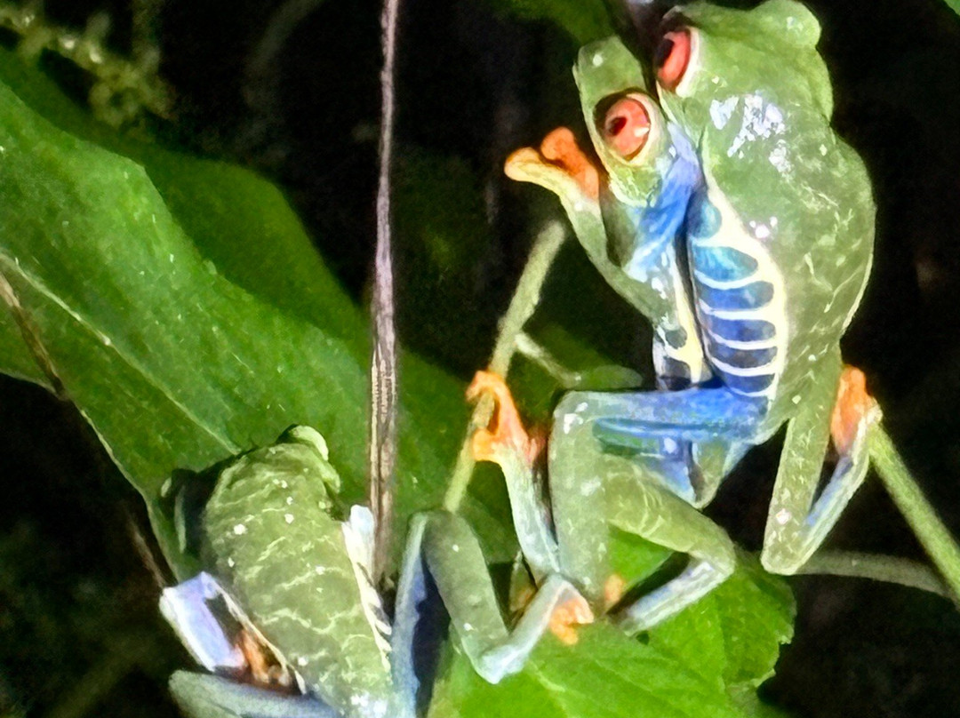 Arenal Oasis Wildlife Refuge-福德圣卡洛斯必去景点