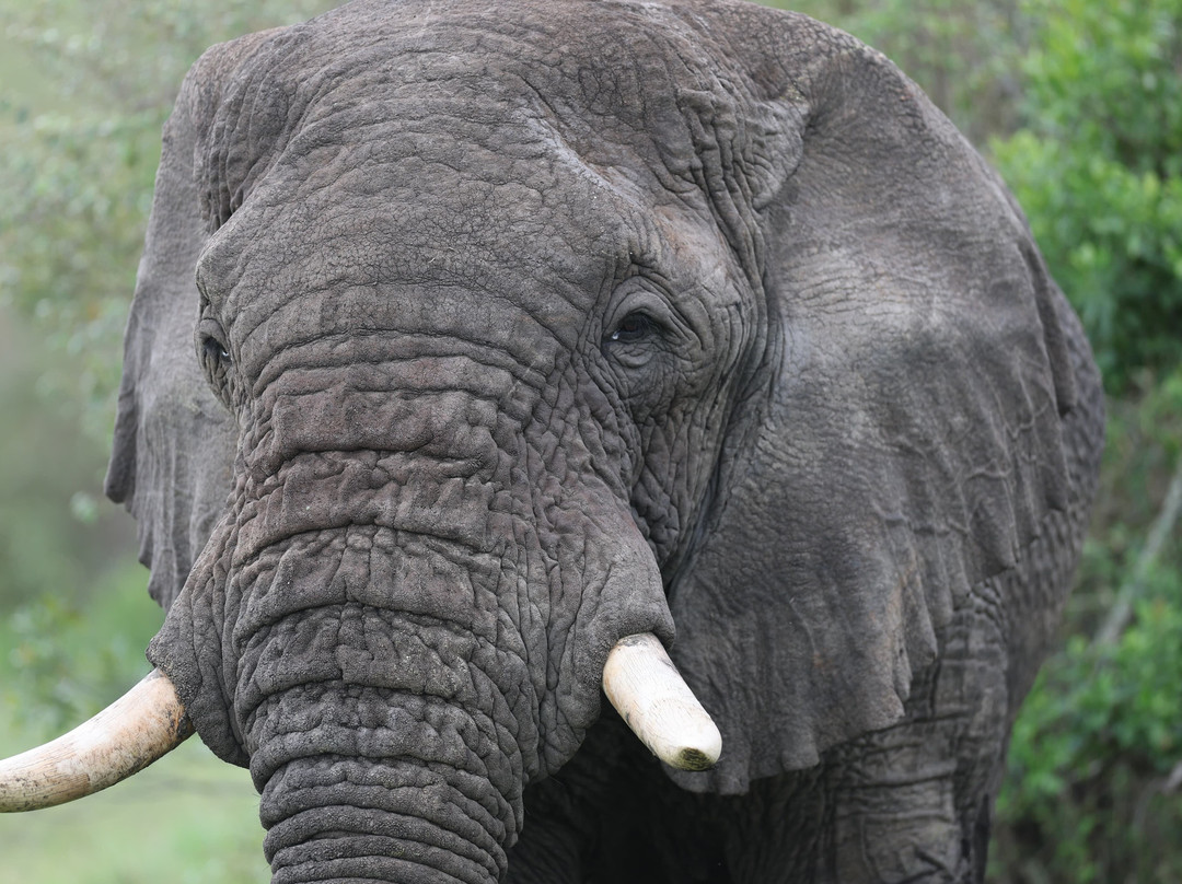 Maasai Mara National Reserve-纳罗克必去景点