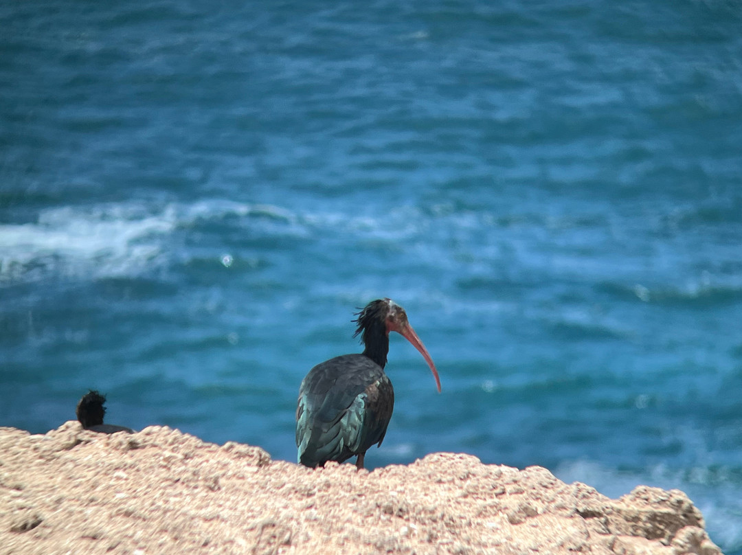 Parc Nacional de Souss-Massa-Takate必去景点
