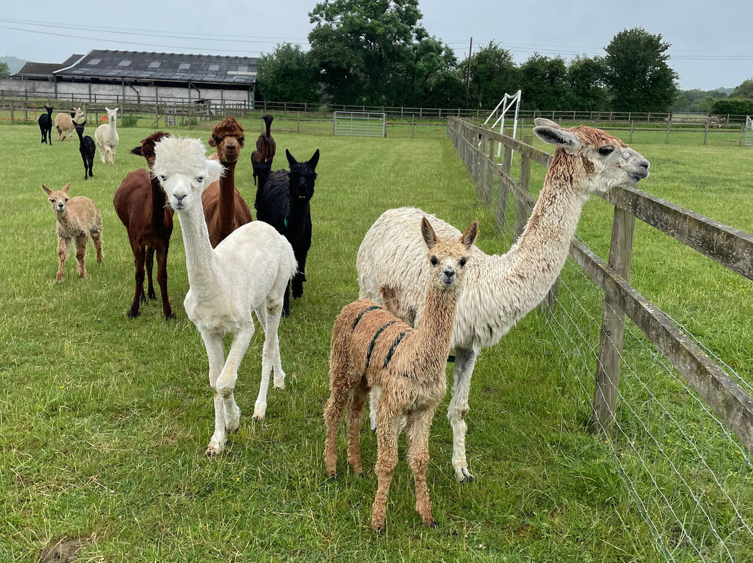 Cotswold Vale Alpacas-伊夫舍姆必去景点