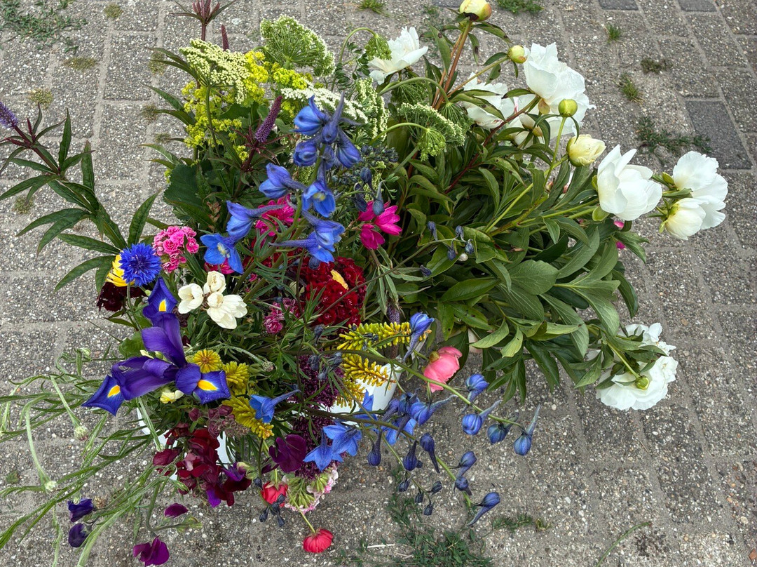 Snijbloemen Pluktuin Bakkum-Egmond-Binnen必去景点