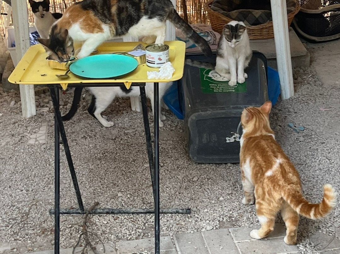 Kallithea Cats-Kallithea必去景点