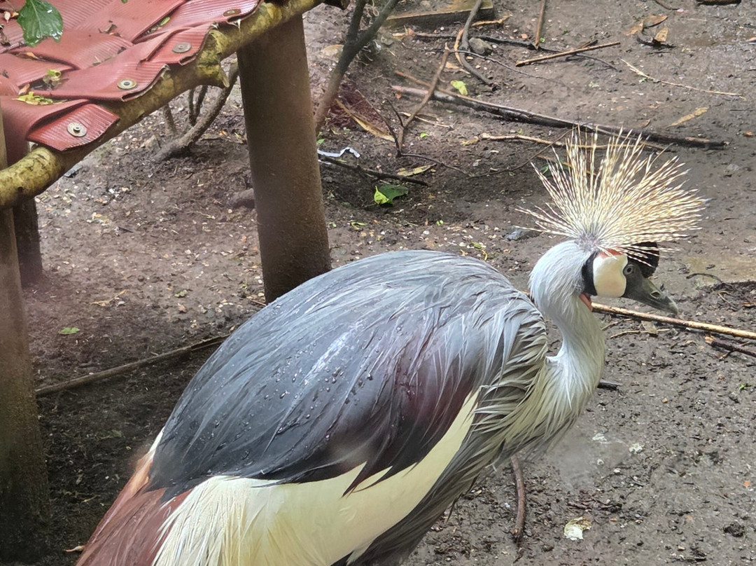 Dartmoor Zoological Society-Sparkwell必去景点