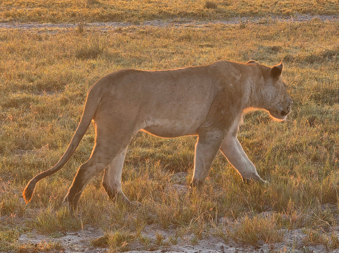 Savanna Safaris and Tours-马翁必去景点