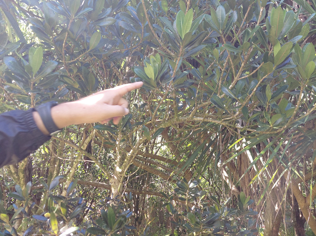 Grande Montagne Nature Reserve-罗德里格斯岛必去景点