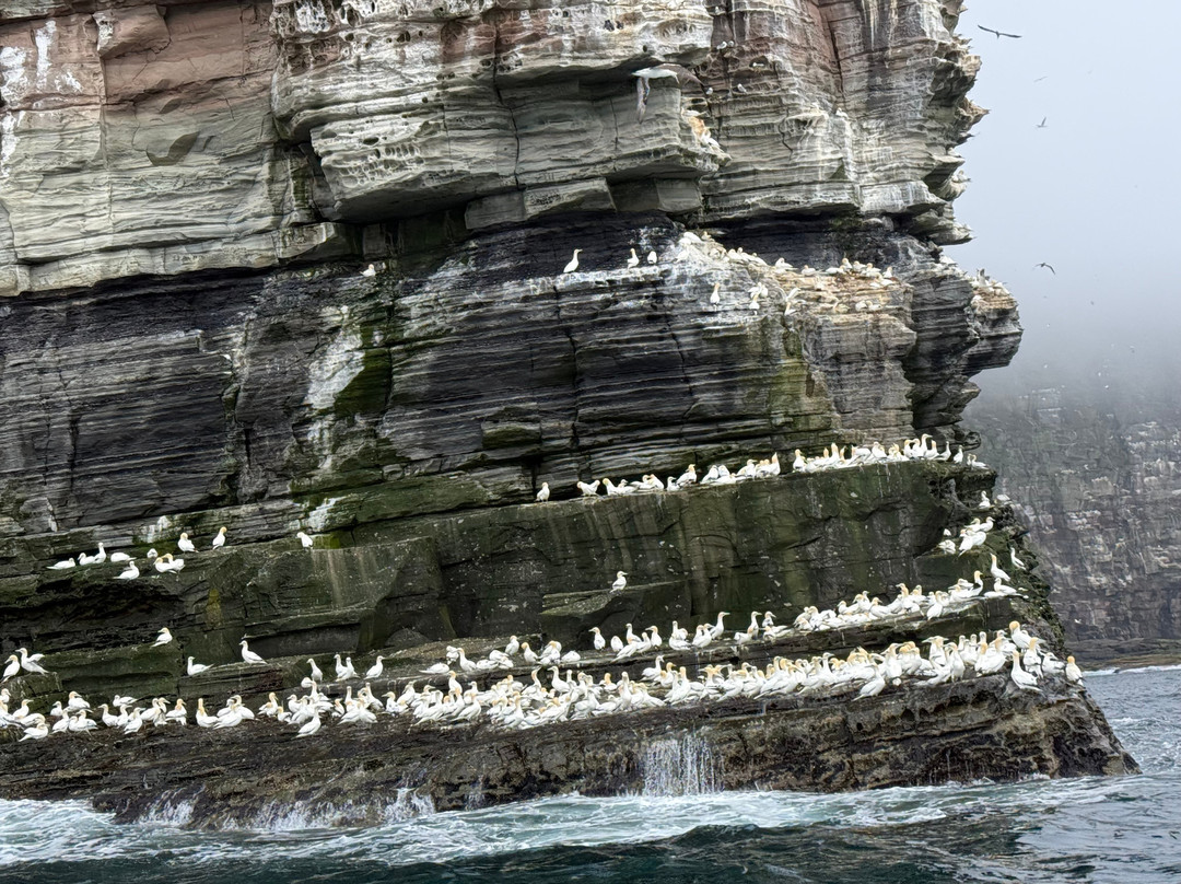 Shetland Seabird Tours - The Noss Boat-Lerwick必去景点