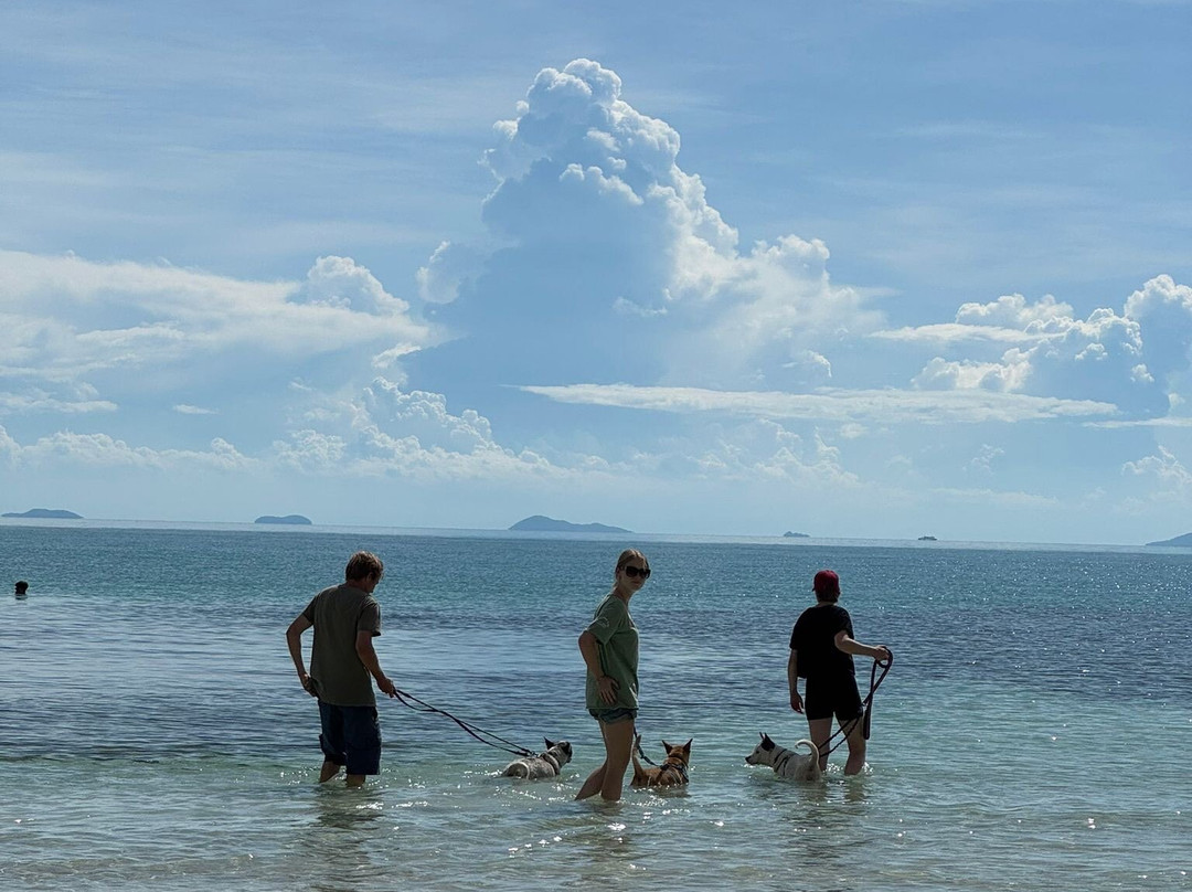 Dog and Cat Rescue Samui Foundation