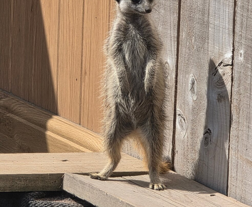 Holmes Chapel Zoo-Holmes Chapel必去景点