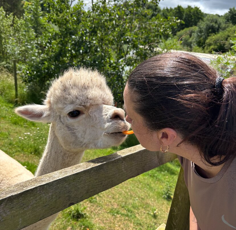 Alpaca Alpaca At Leven Valley-Yarm必去景点
