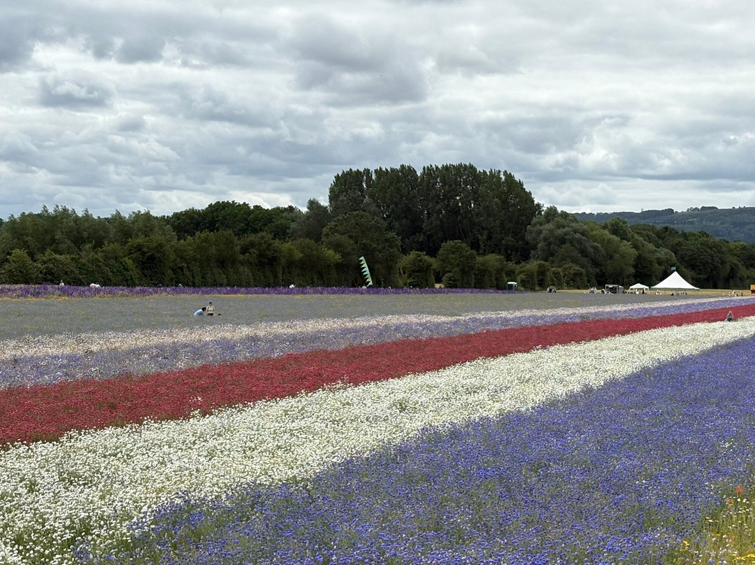 The Real Flower Petal Confetti Company's Confetti Flower Field-Pershore必去景点