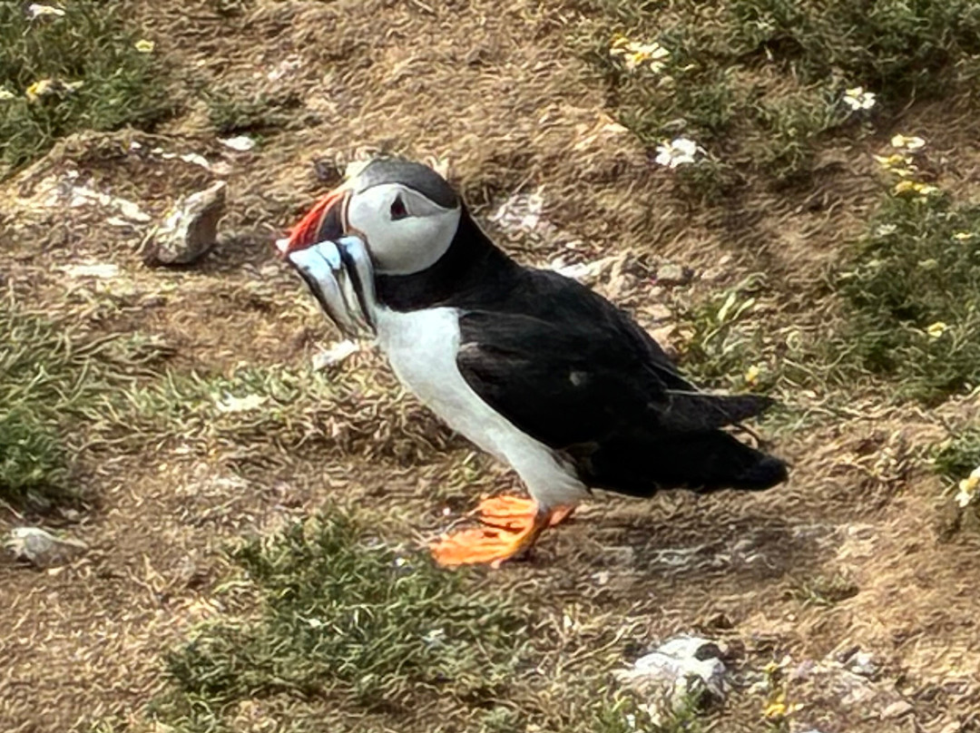 Pembrokeshire Islands Boat Trips-Marloes必去景点