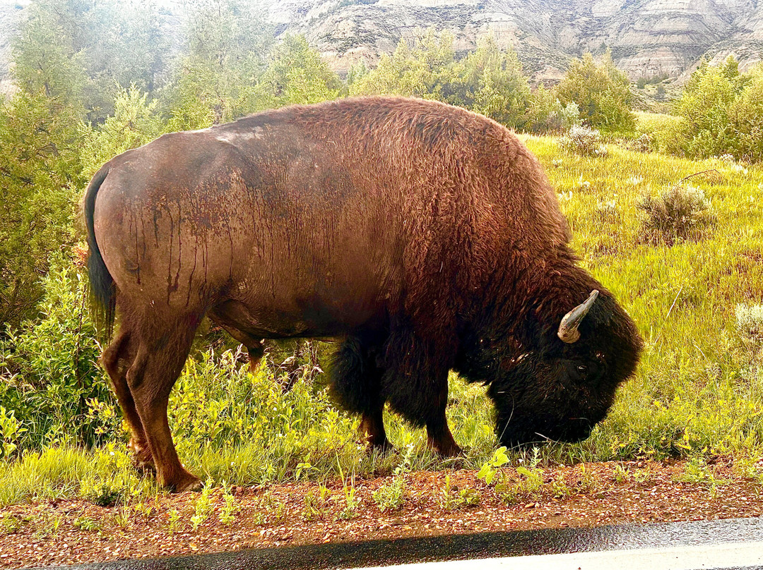 Theodore Roosevelt National Park-Medora必去景点