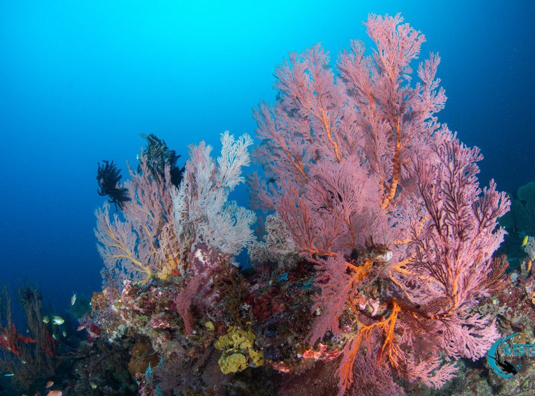 West Bali Diving And Snorkeling-Sumberkima必去景点