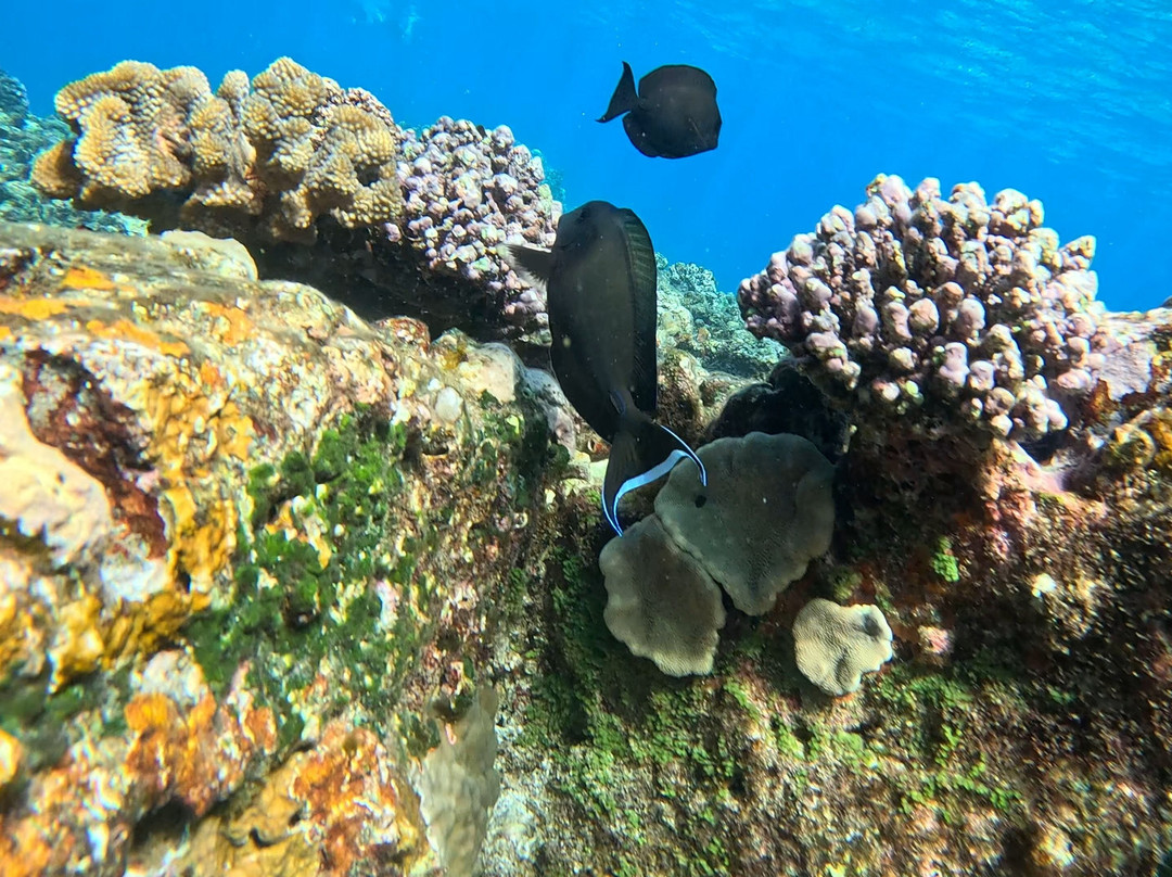 Just Diving-Bain Boeuf必去景点