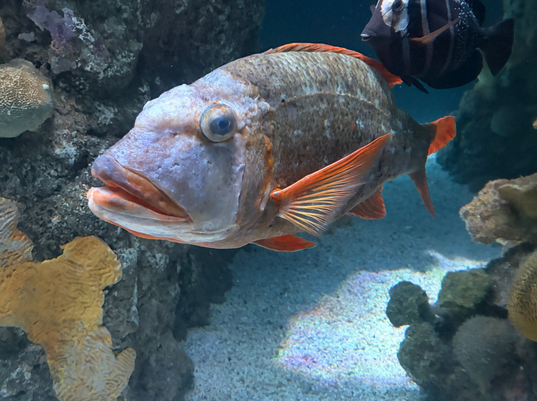 Johnny Morris' Wonders of Wildlife National Museum and Aquarium-斯普林菲尔德必去景点
