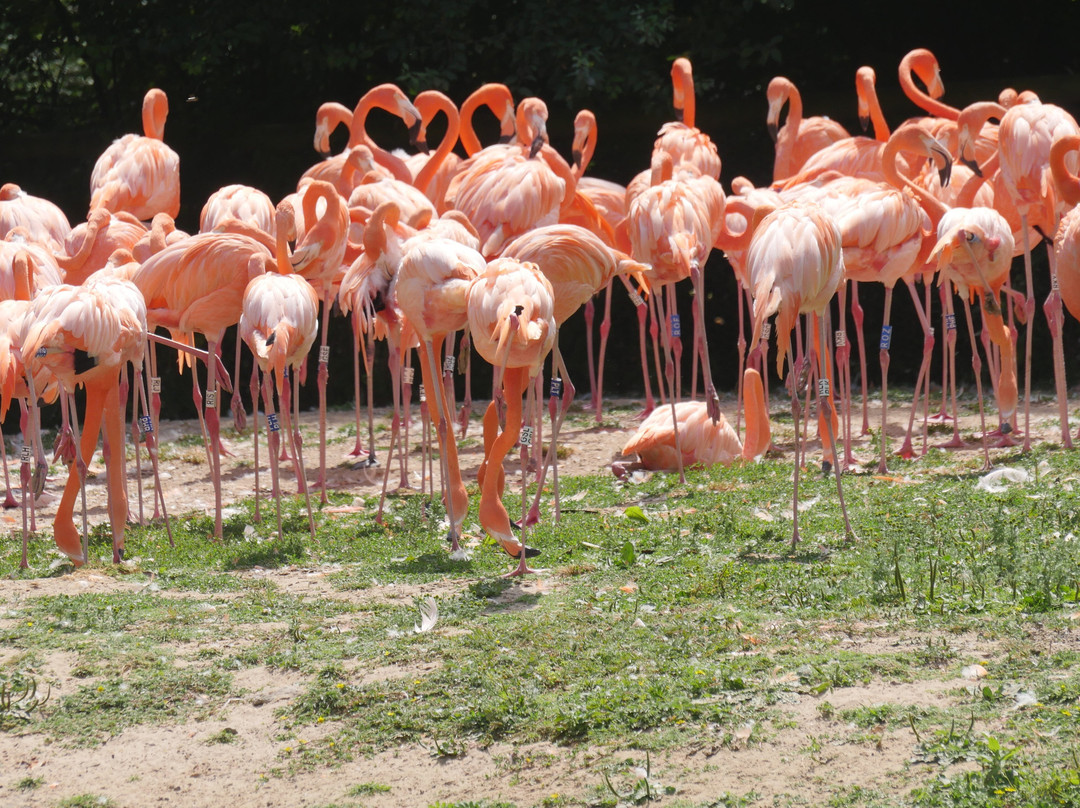 WWT Slimbridge Wetland Centre-Slimbridge必去景点