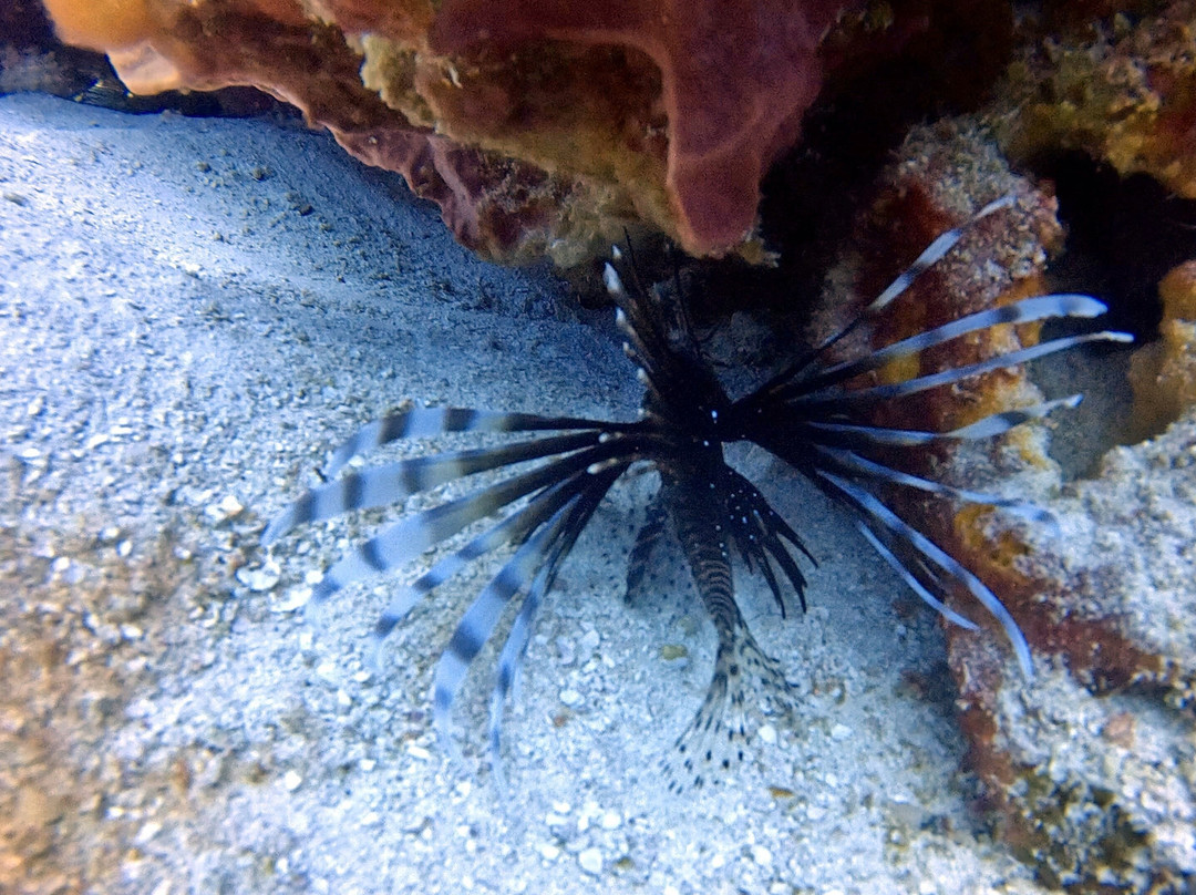 Scuba Life Cozumel-San Miguel de Cozumel必去景点