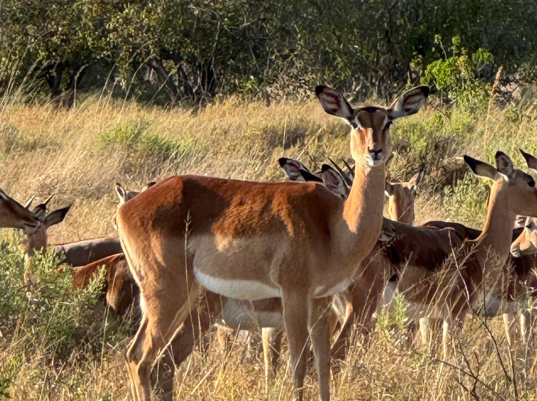Mahlatini Luxury Travel-Rondebosch必去景点