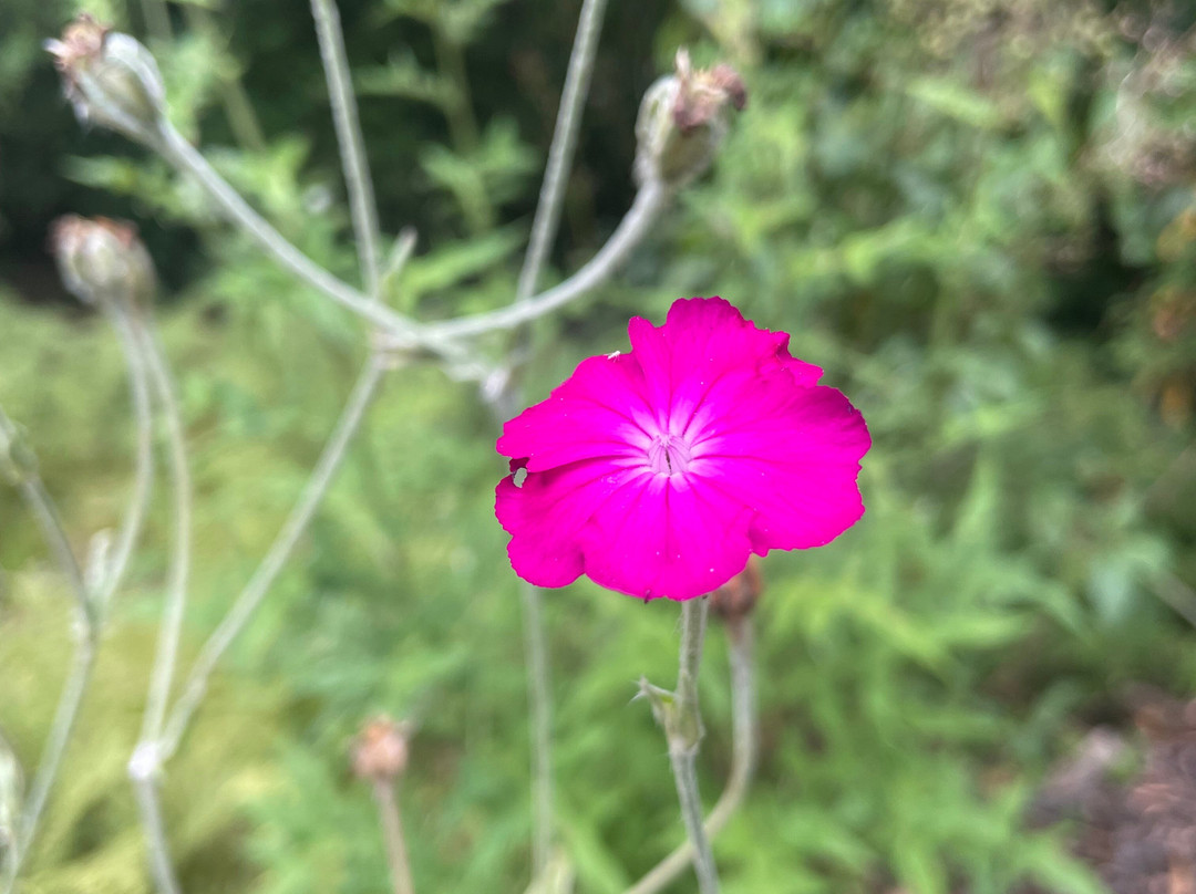 Arbigland House and Gardens-邓弗里斯必去景点