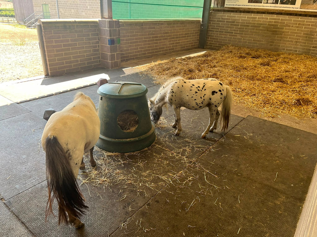 World Horse Welfare - Glenda Spooner Farm-Somerton必去景点