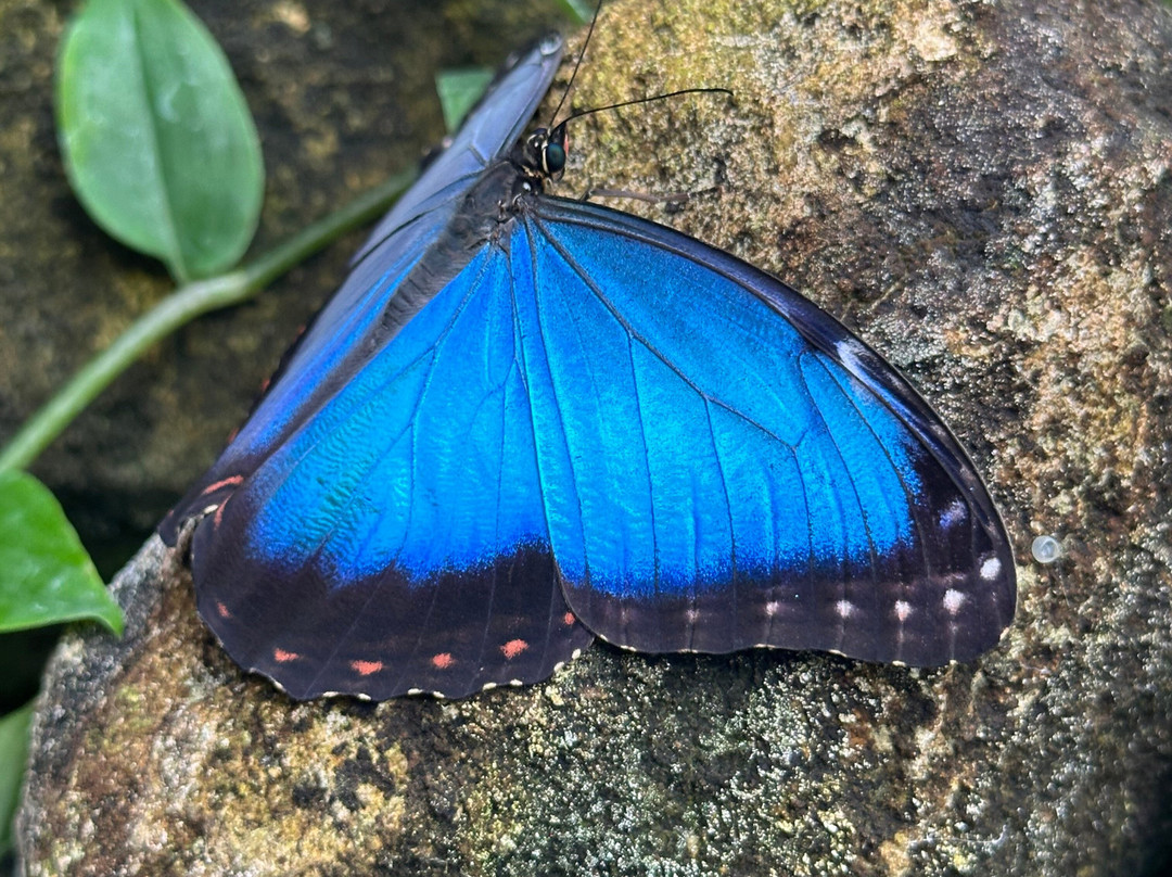 Stratford Butterfly Farm-埃文河畔斯特拉特福必去景点