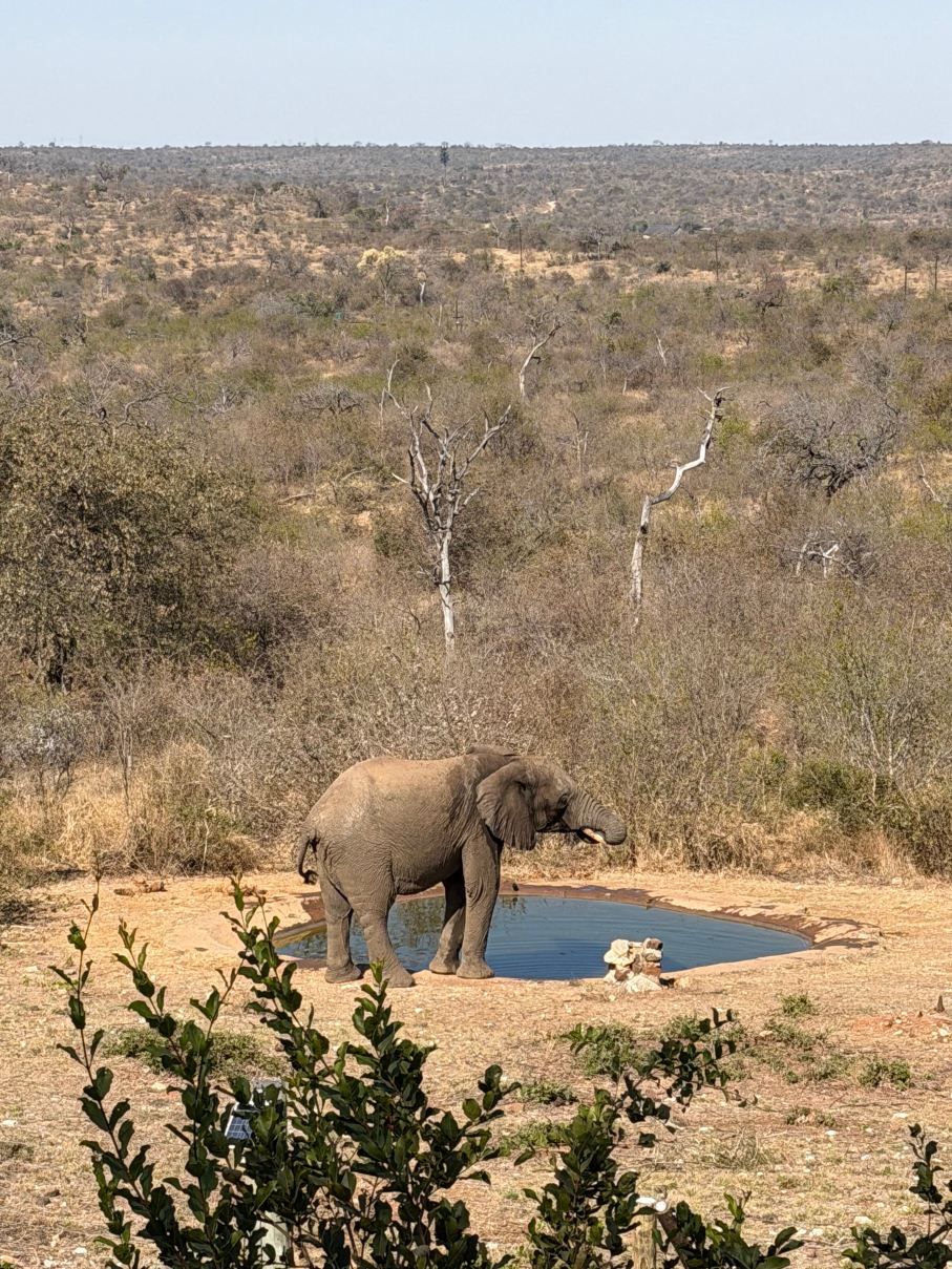 Tulani Boutique Lodge - Includes Game Drives and Meals-旅行者