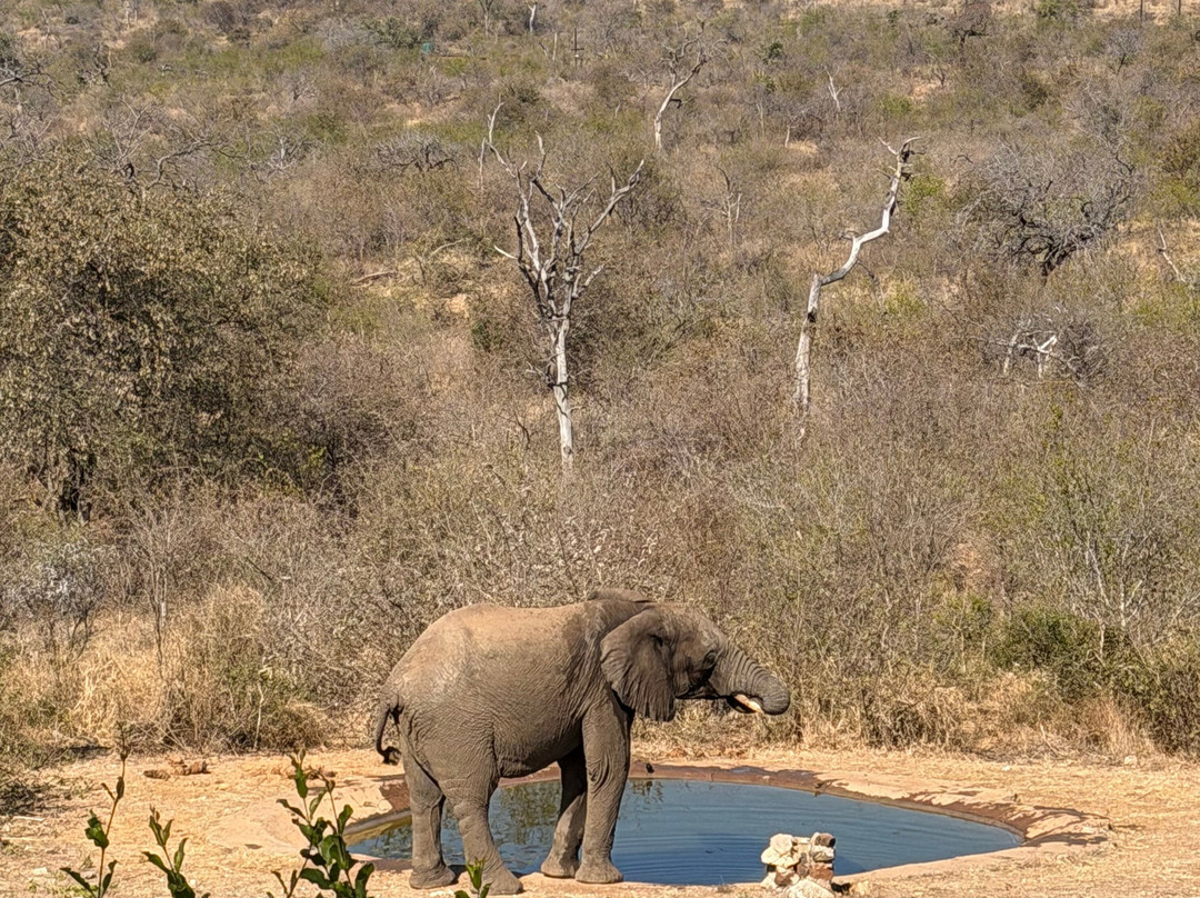 Tulani Boutique Lodge - Includes Game Drives and Meals主图