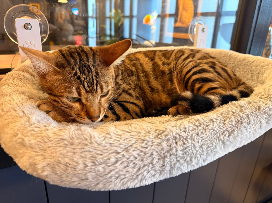 Maine Coon Manor Cat Cafe