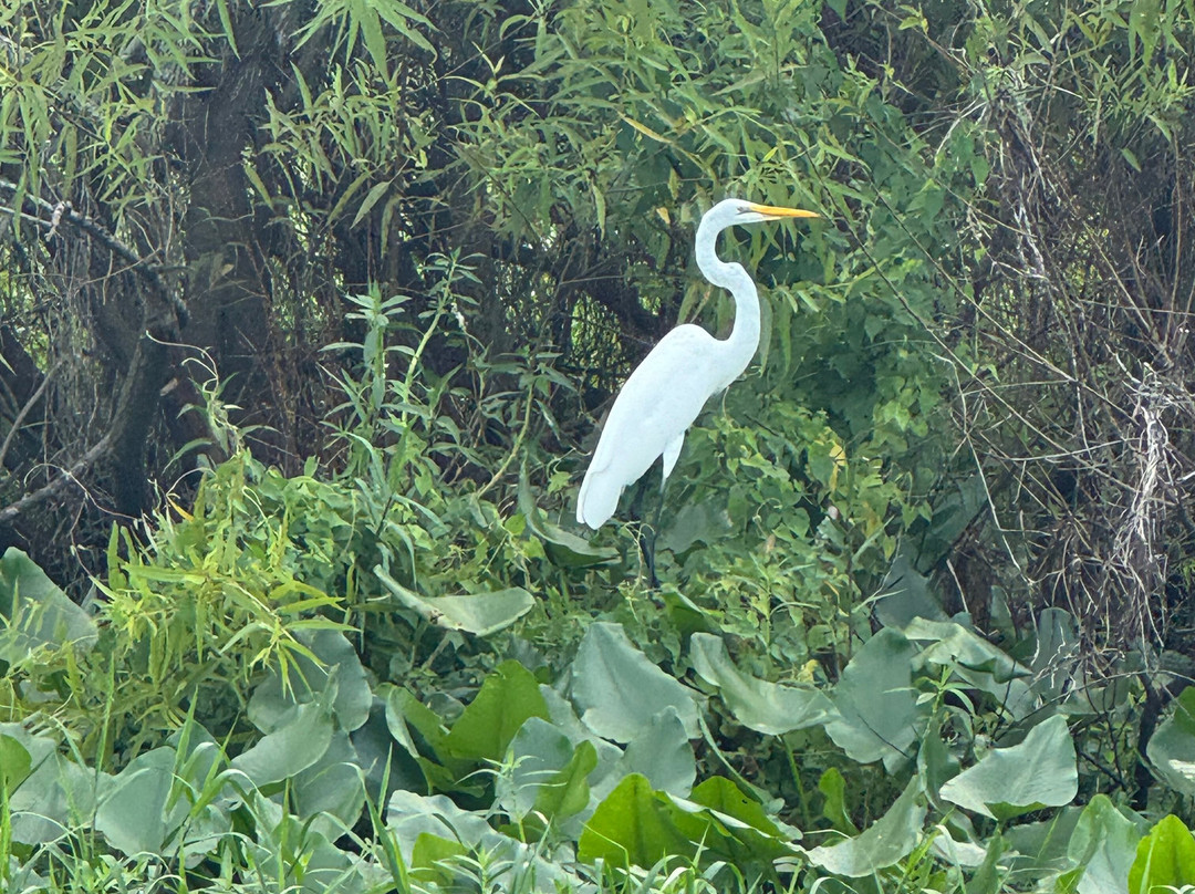 St. John's River Eco Tours, LLC-DeBary必去景点