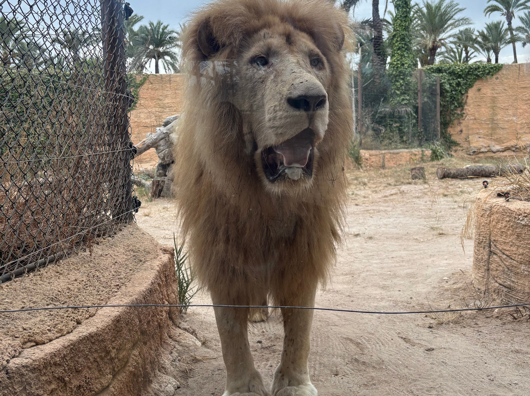 Rio Safari Elche-埃尔切必去景点