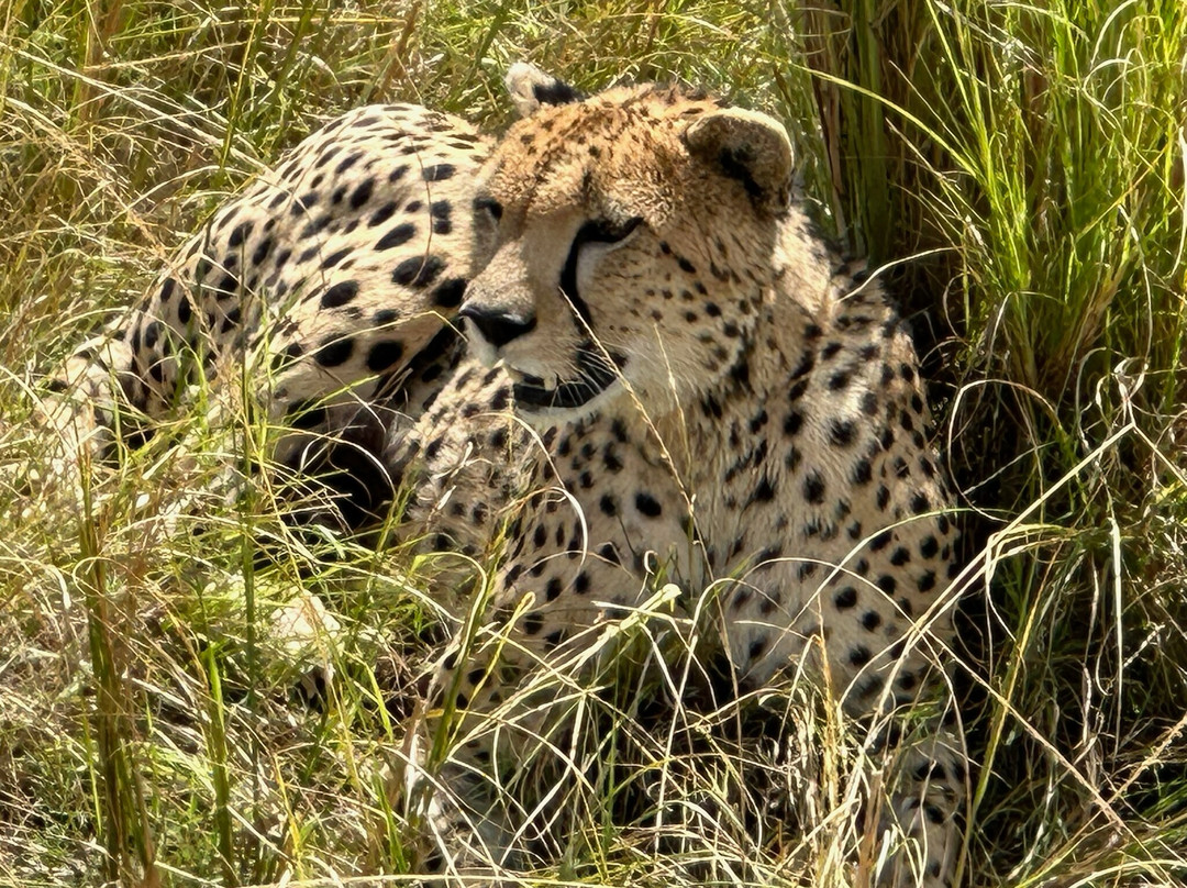 Seremara Safaris-Karen必去景点