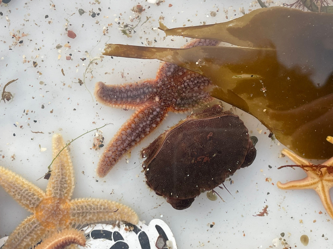 Shetland Rockpool Safaris-Sandwick必去景点