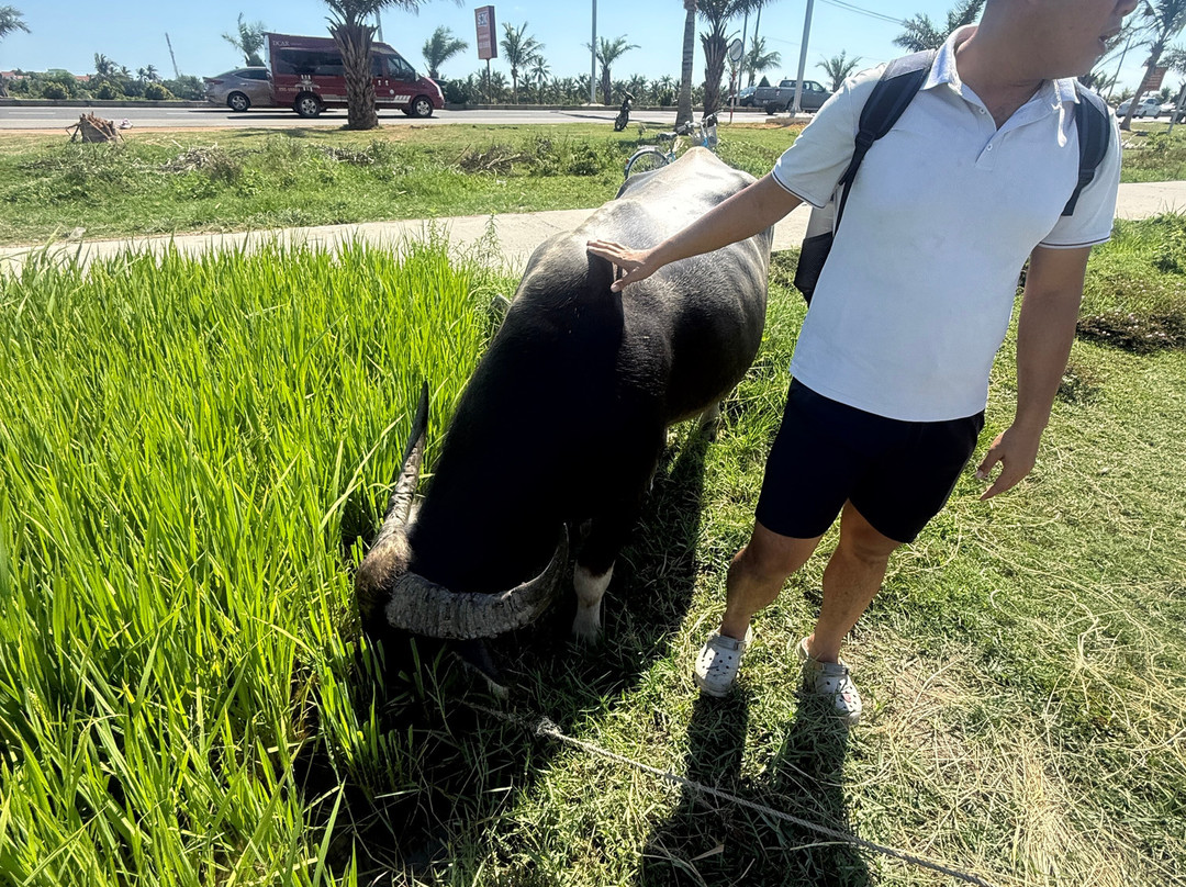 Hoi An Day Trip Company-会安必去景点